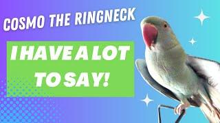 Cosmo The Indian Ringneck Parrot | Talking Indian Ringneck Compilation