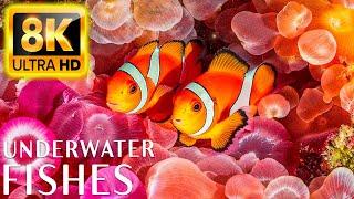 The Best 4K Aquarium for Relaxation II  Relaxing Oceanscapes - Sleep Meditation 8K UHD Screensaver