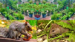 3 Magic Tactics To Keep Rats And Squirrels Out Of Your Home Garden/ (Get 100% Success)