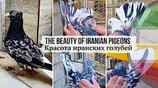 PERFECT IRANIAN PIGEONS  ЦВЕТОВАЯ ПАЛИТРА  МРАМОРНЫЕ ГОЛУБИ ИРАНА