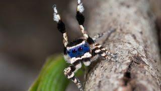 Peacock Spider 13 (Maratus personatus)