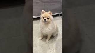 Спасибо за подписку #dog #pomerani #funnyanimal #pets #pomeranian #funnydog #собака #dogbreed #