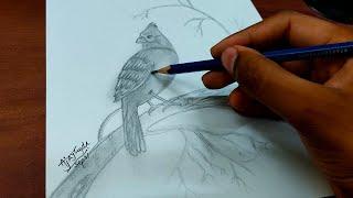 Daily Art #44 | Easy Bird Pencil Drawing | Ajay Gupta