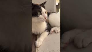 Chatting with my cat on a balcony in hot day #cat #cats #pets #subscribe