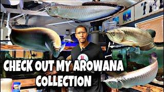 CHECK OUT MY AROWANA COLLECTION