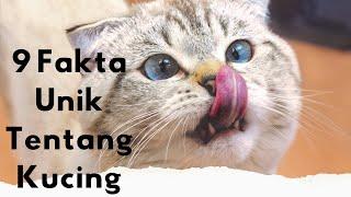 9 Fakta Unik Tentang Kucing