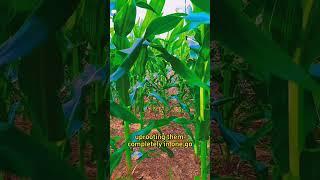 #garden #gardening #gardening101 #gardeningtips #planting
