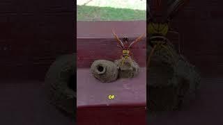 potter wasp#youtubeshorts