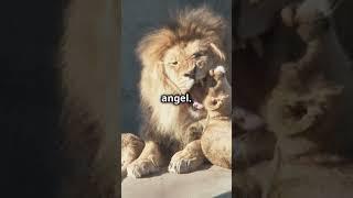 Daniel 6: The Lion's Den Miracle