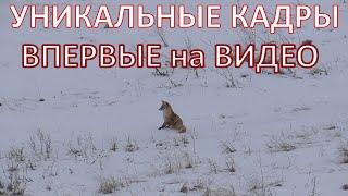 Как ДОСТАТЬ Лису из НОРЫ?!Уникальные кадры, впервые на видео!