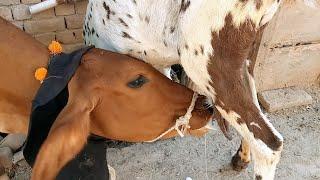 MILKY FRIENDSHIP!!! Goat Acts as Surrogate Mother on Camera  | Nikka Haji