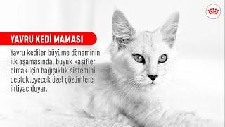 YAVRU KEDİ MAMASI | YAVRU KEDİNİZİN BENZERSİZ İHTİYAÇLARINI KARŞILAYIN #ROYALCANIN