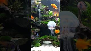Study Music With Jellyfish Aquarium