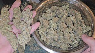 Harvest & Dry Weight For The Spiderfarmer 4x4 Tent