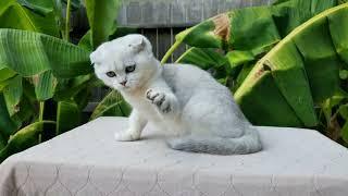 Silver chinchilla Scottish fold