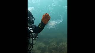 погоня за медузой #scubadiving #underwater #divng #дайвинг #travel #sidemount