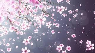 Pink cherry blossom-FOOTAGE