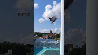 நம்ப புறா-க்கு மட்டும் ஏன் இப்படி ஆகுது‼️ #bird #video #pigeonlove #yt #shorts #short #pura