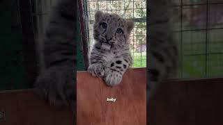 Cute baby  #animals #animallife #cuteanimal #animalove #pets