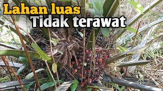 Beginilah akibat tidak mau menyuruh orang untuk merawat || panen sawit lahan semak