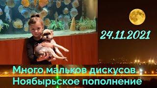 Желтые мальки дискусов. Большие и маленькие 24.11.2021#дискусы#малькидискусов#discus