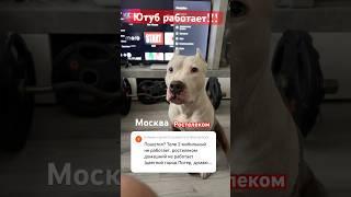 ЮТУБ РАБОТАЕТ!#youtube #shorts #trending #short #рекомендации #шортс #dog #amstaff #собака #амстафф