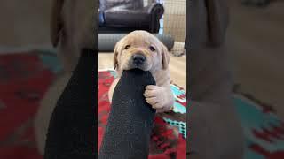 That’s my foot buddy…  #puppy #funny #shorts