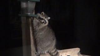 Three Raccoons on a Saturday Night 20 F