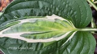 Rewela Hostas show  some of  their Favourite Hostas