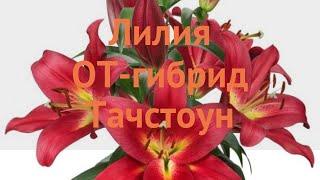 Лилия от-гибрид Тачстоун (lilium ot-hybrid touchstone)  обзор: как сажать, луковицы лилии Тачстоун