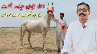 Horse For Sale |استاد جیون حیات جھمٹ کے تیار گھوڑے براٸے فروخت