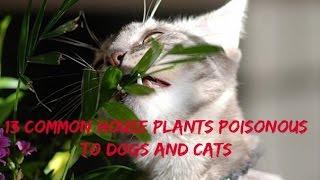 13 Common House Plants Poisonous to Dogs and Cats