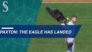 Bald eagle lands on Paxton during anthem