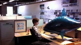 Pet Shark Loose at Tornado Design!