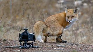 Red Fox Photo Bomb