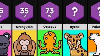 IQ Levels of Different Animals | Comparison