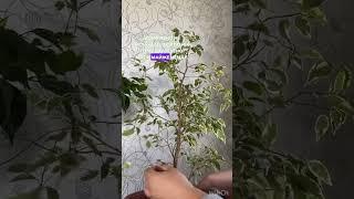 А ви ставите рослини на карантин?) #plants #рослиниукраїна #вазон #вазони