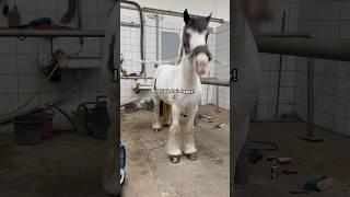 The makeover she deserves!  #equestrain #horse #short