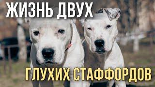 РОККИ И ТЭФИ | ДВА ГЛУХИХ СТАФФОРДА ДОМА | ПЕРВЫй НАШ VLOG | ROCKY TAFFY TWO DEAF STAFFORDS AT HOME