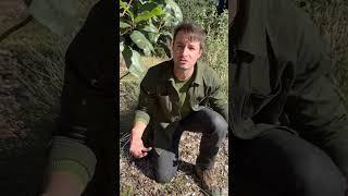 Looking Closely at the Russian River Ecosystem: Pacific Madrone - The Refrigerator Tree