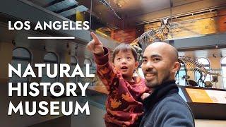 Natural History Museum of Los Angeles County - Dinosaur Skeletons & Animal Diorama Exhibits