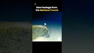 What's Hiding 7 Miles Deep in Mariana Trench? #shorts #youcurious