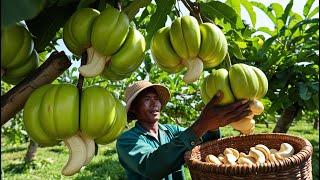 How Farmers Harvest and Process Millions of Tons of Cashews Every Year