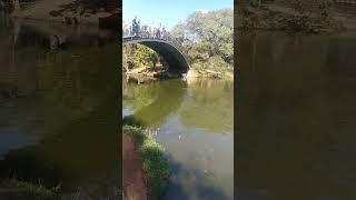 filmei tilápia amarela pulando na água #tilápia #natureza #lago #peixes #youtubeshorts