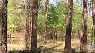 Mississippi Bigfoot Video Diaries ( Swamp booger closer look )