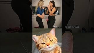 Fun  #cat #meme #dance #trending