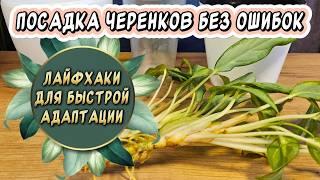 3 ошибки при посадке укоренённых черенков. Лайфхаки для быстрой адаптации