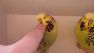 выставочные волнистые попугайчики. budgerigars.