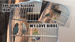 MY LOVE BIRDS| BUHAY OFW| Mel’s Diary