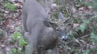 PA Public Land with a bow.